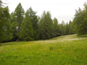 DSCN0782              