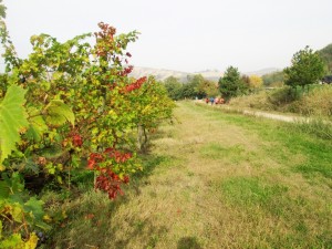 IMG_3205 