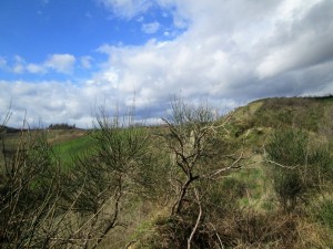 IMG_3723 