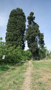 IMG 0234 