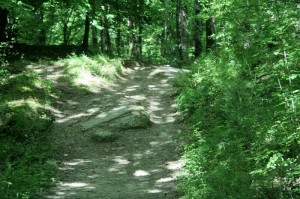 IMG 0230 