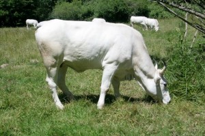 IMG 0253