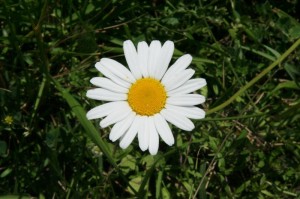 IMG 0262