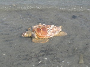 Camminata isola di Albarella 13-09-2016 017
