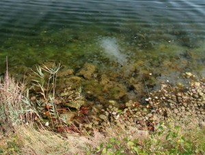 IMG 0418