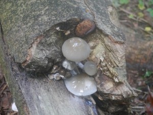 P1020587