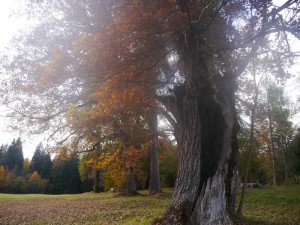 P1020610