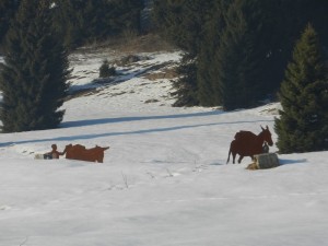DSCN7610