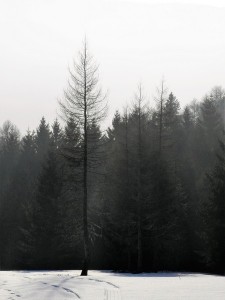 DSCN7614