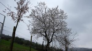 DSCF3328