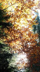 DSCF3686