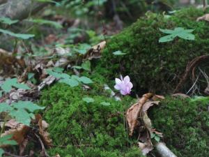 IMG 4379 (FILEminimizer)