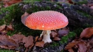 DSCF4373