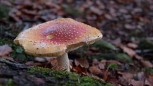 DSCF4375